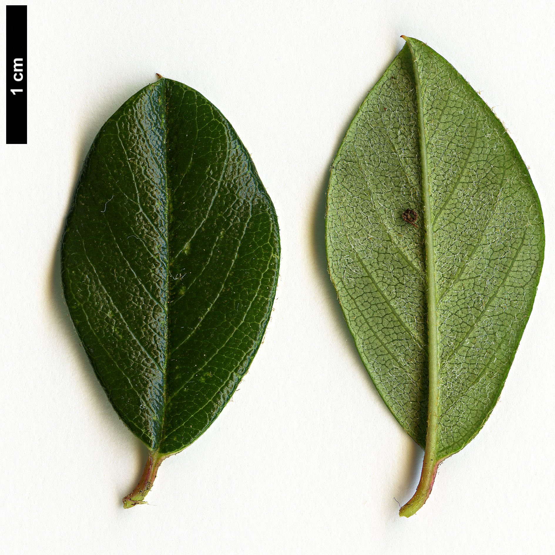 High resolution image: Family: Rosaceae - Genus: Cotoneaster - Taxon: dammeri